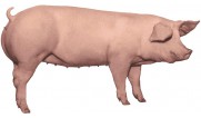Для свиней (4)